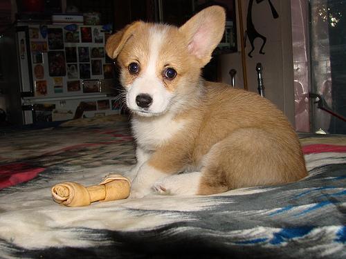 Pembroke Welsh Corgi