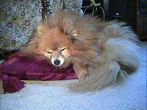 Pomeranian