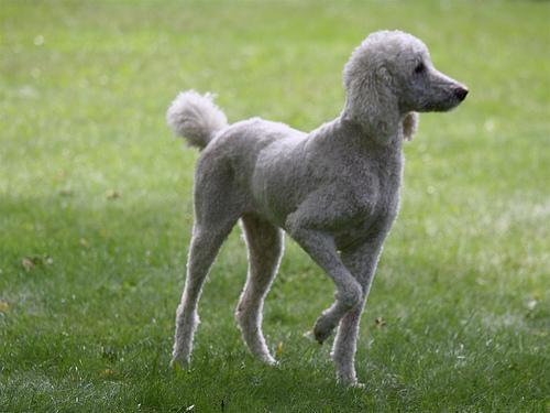 Poodle (Standard)
