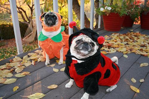 Pug