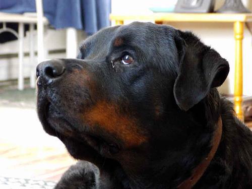 Rottweiler
