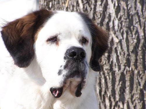 Saint Bernard