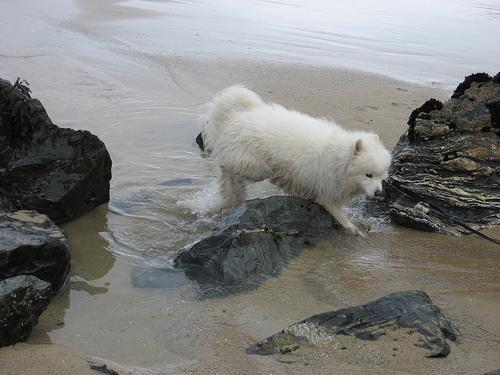 Samoyed