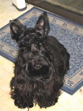 Scottish Terrier