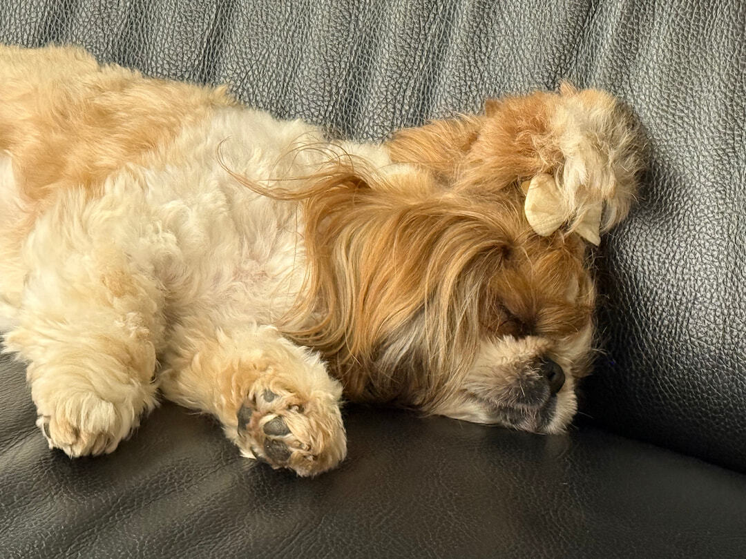 Shih Tzu