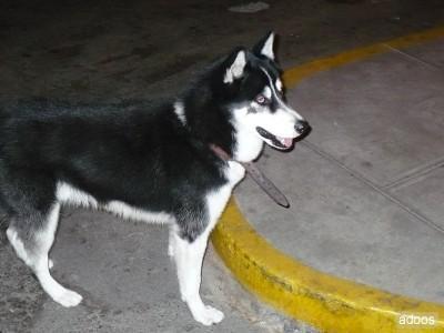 Siberian Husky