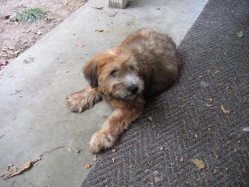 Soft Coated Wheaten Terrier