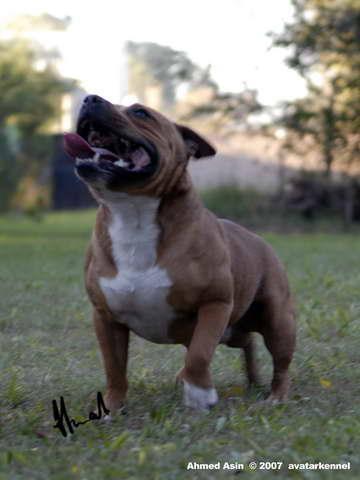 Staffordshire Bull Terrier