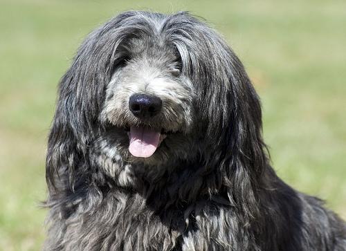 Tibetan Terrier