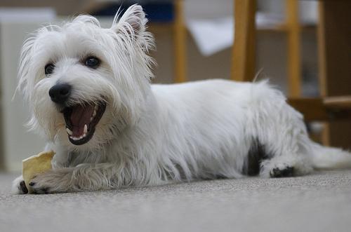 West Highland White Terrier