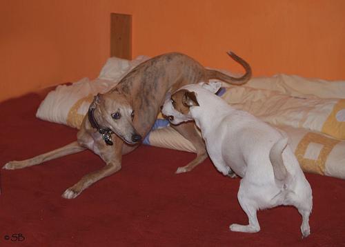 Whippet