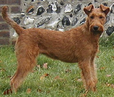 Wire Fox Terrier